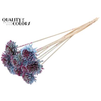 QC Shola Houten Zinnia op stok | Kleur: Gespetterd Lichtblauw Kerskleurig | Shola Zinia Bijsteker | Diameter bloem 6 centimeter | Lengte bijsteker ± 50 centimeter | 10 bijstekers per bos