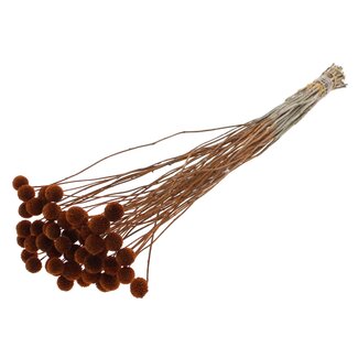 QC Gedroogde Craspedia | Kleur: Bruin | Trommelstokjes Droogbloemen | Lengte ± 70 centimeter | 10 takken per bos | Per bos