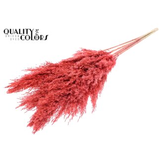 QC Dried Pampas Plumes | Colour: Coral | Pampas Dried Flowers | Length ± 100 centimetres | 5 plumes per bunch | Per bunch