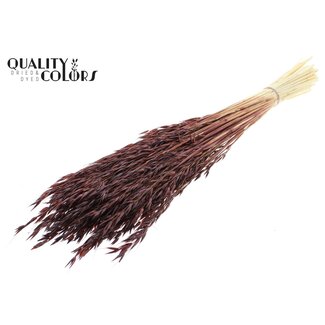 QC Avoine Séchée Blanchie | Couleur : Marron | Avena Fleurs Séchées | Longueur ± 60 centimètres | Poids 200 grammes | Par bouquet