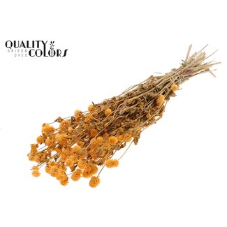 QC Gedroogde Kogelamaranth | Kleur: Abrikooskleurig | Gomphrena Droogbloemen | Lengte ± 60 centimeter | Per bos