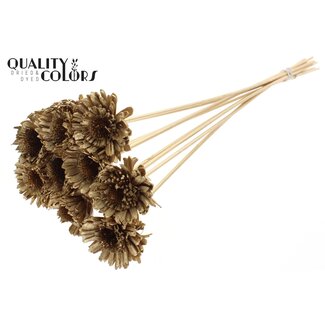 QC Shola Madelief Zonnebloem op stok | Kleur: Antiek Goudkleurig | Shola Daisy Sunflower | Diameter 6 centimeter | Lengte ± 50 centimeter | 10 bijstekers per bos | Per bos
