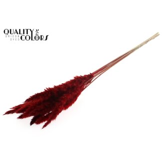 QC Plumes de Pampas Fluffy Séchées | Couleur : Rouge | Longueur ± 70 centimètres | 10 plumes par bouquet | Par bouquet