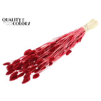 QC Gedroogde Gebleekte Phalaris | Kleur: Rood | Kanariegras Droogbloemen | Lengte ± 70 centimeter | Gewicht 220 gram | Per bos