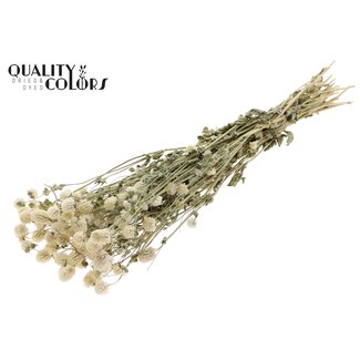 QC Gedroogde Kogelamaranth | Kleur: Naturelle Wit | Gomphrena Droogbloemen | Lengte ± 60 centimeter | Per bos
