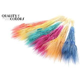QC Getrockneter Gebleichter Bartweizen | Farbe: Gemischte Farben | Triticum Bart Trockenblumen | Länge ± 70 Zentimeter | Gewicht 150 Gramm | Pro Bund