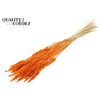 QC Gedroogde Gebleekte Tarwe | Kleur: Oranje | Triticum Droogbloemen | Lengte ± 60 centimeter | Gewicht 100 gram | Per bos