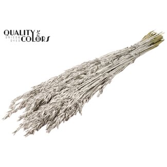 QC Gedroogde Haver | Kleur: Platinakleurig | Avena Droogbloemen | Lengte ± 60 centimeter | Gewicht 250 gram | Per bos