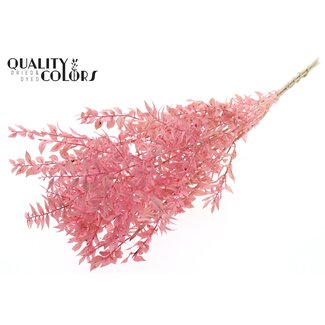 QC Gedroogde Ruscus | Kleur: Lichtroze | Ruscus Droogbloemen | Lengte ± 50 centimeter | 10 takken per bos | Per bos