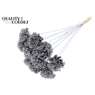 QC Shola Wooden Carnation Flower on Stem | Colour: Silver | Shola Carnation Flower Stick | Flower Diameter 6 centimetres | Stick Length ± 50 centimetres | 10 sticks per bunch