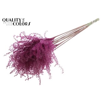 QC Dried Chinese Silver Grass Plumes | Colour: Burgundy | Miscanthus Dried Flowers | Length ± 70 centimetres | 5 plumes per bunch | Per bunch