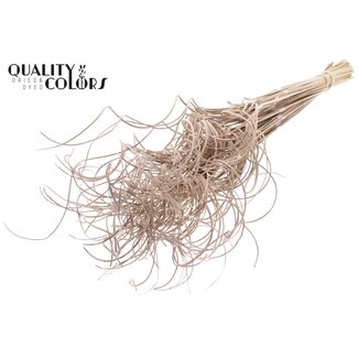 QC Feuille de Palmier Séchée Nerf | Curly Ting Ting | Couleur : Blanc Givré | Longueur ± 70 centimètres | 3 brindilles par bouquet | 33 bouquets par botte | Par botte