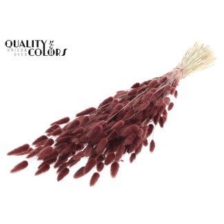 QC Getrocknete Hasenschwänzchen Premium | Farbe: Braun | Lagurus Ovatus Trockenblumen | Länge ± 60 Zentimeter | Gewicht 60 Gramm | Pro Bund