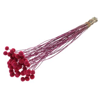 QC Craspedia séchée | Couleur : Cerise Givrée | Fleurs séchées en forme de baguettes | Longueur ± 70 centimètres | 10 tiges par bouquet | Par bouquet