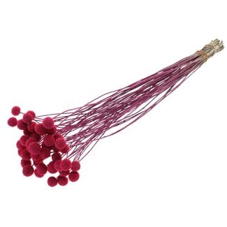 QC Gedroogde Craspedia | Kleur: Frosted Kerskleurig | Trommelstokjes Droogbloemen | Lengte ± 70 centimeter | 10 takken per bos | Per bos