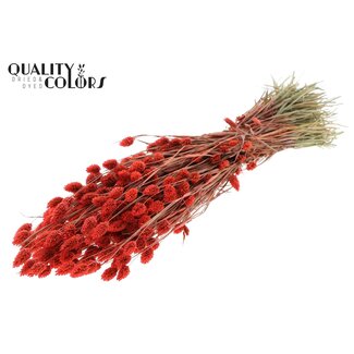 QC Gedroogde Phalaris | Kleur: Koraalkleurig | Kanariegras Droogbloemen | Lengte ± 60 centimeter | Gewicht 220 gram | Per bos