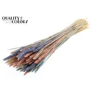 QC Dried Wheat "Colourful 1" | Colour: Mixed Colours | Triticum Dried Flowers | Length ± 60 centimetres | Weight 220 grams | Per bunch