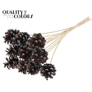 QC Dennenappel op stok | Kleur: Bruin met Metallic Blauw Gepunt | Diameter 5 - 7 centimeter | Lengte ± 50 centimeter | 10 bijstekers per bos