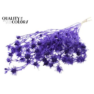 QC Dried Bleached Carthamus | Colour: Purple | Safflower or Bidens Dried Flowers | Length ± 70 centimetres | Per bunch