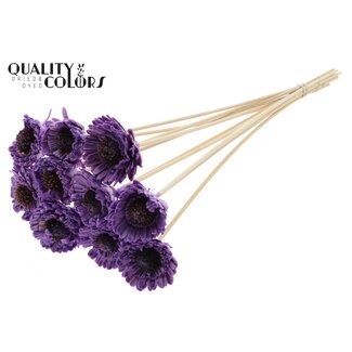 QC Shola Daisy Sunflower with wax on stem | Colour: Milky purple | Shola Daisy Sunflower | Diameter 6 centimetre | Length ± 50 centimetre | 10 picks per bunch | Per bunch