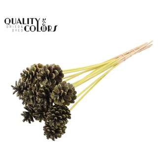 QC Pine cone 5-7cm on stem Frosted Mint