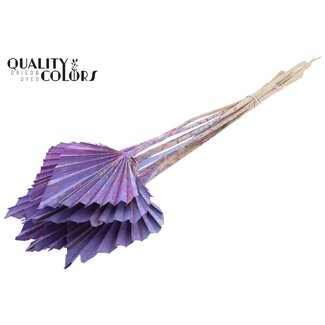 QC Gedroogde Palm Spear | Kleur: Meerkleurig Milkapaars | Palmbladeren in Speervorm | Lengte ± 50 centimeter | 10 takken per bos | Per bos