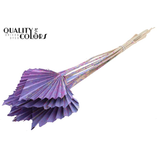 Palmier séché en forme de lance | Couleur : Multicolore Lait Violet | Feuilles de palmier en forme de lance | Longueur ± 50 centimètres | 10 tiges par bouquet | Par bouquet