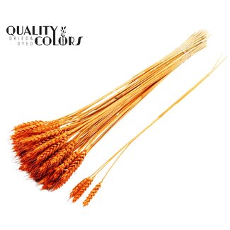 QC Gedroogde Tarwe | Kleur: Oranje | Triticum Droogbloemen | Lengte ± 55 centimeter | 3 takjes per toefje | 25 toefjes per bos | Per bos