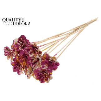 QC Shola Wooden Rose on Stick | Colour: Multicoloured Cherry-Coloured Yellow | Shola Beetal Rose Stick | Rose Diameter 6 centimetres | Stick Length ± 50 centimetres | 10 sticks per bunch