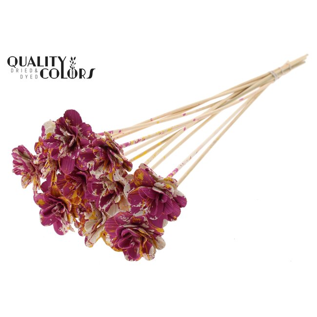 Shola Rose sur tige | Couleur: Multicolore Cerise Jaune | Shola Beetal Rose | Diamètre 6 centimeter | Longueur ± 50 centimeter | 10 piques par bouquet | Par bouquet