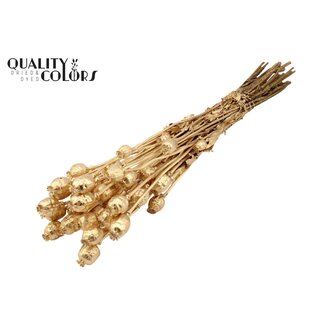 QC Gedroogde Slaapbol | Kleur: Antiek Goudkleurig | Papaver Somniferum Droogbloemen | Lengte ± 60 centimeter | Gewicht 200 gram | Per bos