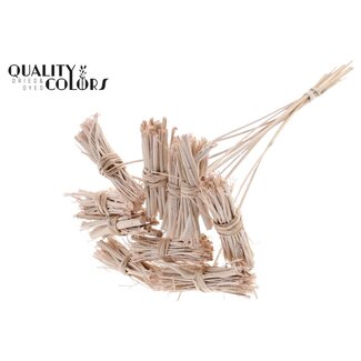 QC White Lady Posy on Stick | Colour: Frosted White | White Lady Posy Stick | Length ± 50 centimetres | 10 sticks per bunch