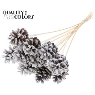 QC Pine cone on stick | Colour: Natural with Snow | Diameter 5 - 7 centimetres | Length ± 50 centimetres | 10 picks per bunch