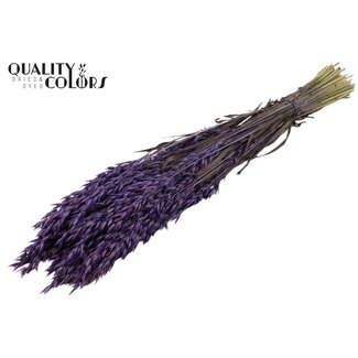 QC Gedroogde Haver | Kleur: Violet | Avena Droogbloemen | Lengte ± 60 centimeter | Gewicht 250 gram | Per bos