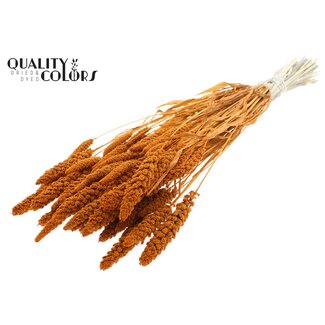 QC Gedroogde Gebleekte Gierst | Kleur: Terracotta | Pennisetum Droogbloemen | Lengte ± 70 centimeter | Gewicht 200 gram | Per bos