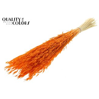 QC Gebleichter Getrockneter Hafer | Farbe: Orange | Avena Trockenblumen | Länge ± 60 Zentimeter | Gewicht 200 Gramm | Pro Bund
