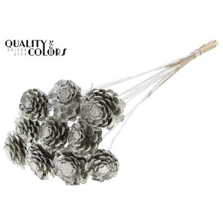 QC Halve Dennenappel op stok | Kleur: Platinakleurig | Diameter 5 - 7 centimeter | Lengte ± 50 centimeter | 10 bijstekers per bos