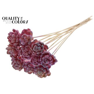 QC Shola Rose on stem | Colour: Pink colour gradient | Shola New Beauty Rose | Diameter 6 centimetre | Length ± 50 centimetre | 10 picks per bunch | Per bunch