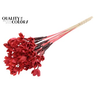 QC Bowls on stick | Colour: Coral | Beech Nut Seed Pod Pick | Length ± 50 centimetres | 10 picks per bunch