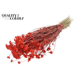 QC Gedroogde Lona | Kleur: Koraalkleurig | Lonas Annua Droogbloemen | Lengte ± 50 centimeter | Per bos