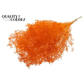 QC Gebleekte Gedroogde Broom Bloom | Kleur: Oranje | Brem Droogbloemen | Lengte ± 50 centimeter | Gewicht 100 gram | Per bos