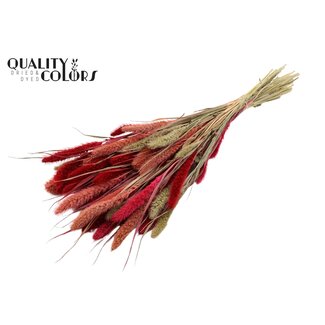 QC Gedroogde Setaria “Lady Mix” | Kleur: Gemengde Kleuren | Setarea Droogbloemen | Lengte ± 70 centimeter | Gewicht 210 gram | Per bos