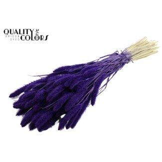 QC Getrocknete Gebleichte Setaria | Farbe: Lila | Setaria Trockenblumen | Länge ± 70 Zentimeter | Gewicht 210 Gramm | Pro Bund