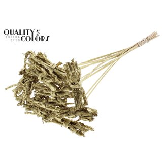 QC Decorative Coco Rose Posy on stick | Colour: Gold-coloured | Coco Rose Posy Stick | Stick length ± 50 centimetres | 10 sticks per bunch