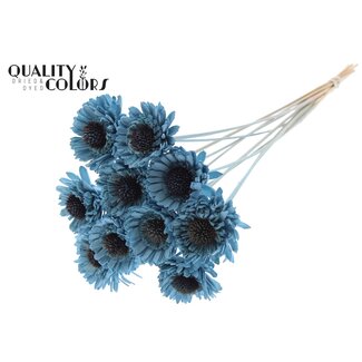 QC Shola Madelief Zonnebloem op stok | Kleur: Lichtblauw | Shola Daisy Sunflower | Diameter 6 centimeter | Lengte ± 50 centimeter | 10 bijstekers per bos | Per bos