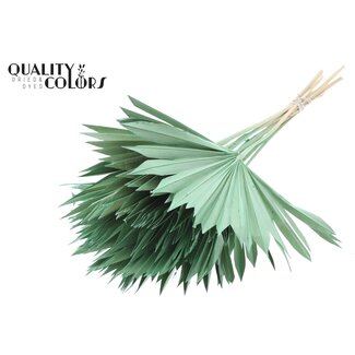 QC Getrocknete Palm Sun Spear | Farbe: Frosted Mintgrün | Palmblätter in Fächerform | Länge ± 50 Zentimeter | 10 Zweige pro Bund | Pro Bund