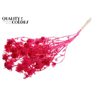 QC Dried Bleached Carthamus | Colour: Cherry-Coloured | Safflower or Bidens Dried Flowers | Length ± 70 centimetres | Per bunch