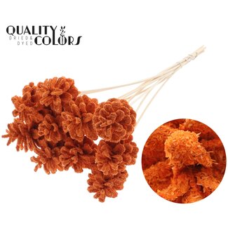 QC Dennenappel op stok | Kleur: Sawdust Oranje | Diameter 5 - 7 centimeter | Lengte ± 50 centimeter | 10 bijstekers per bos