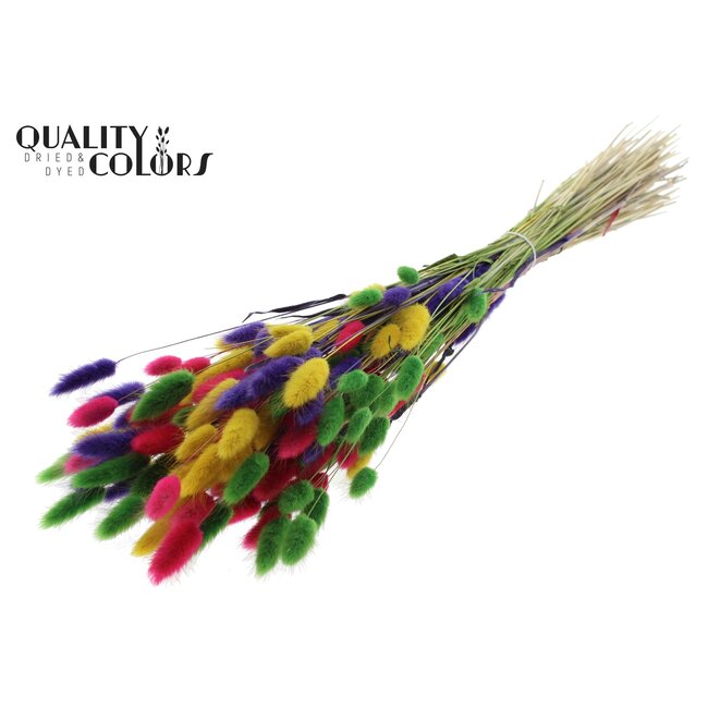 Queue de Lièvre Séchée Premium | Coloré 2 | Couleur : Couleurs Mixtes | Fleurs séchées Lagurus Ovatus | Longueur ± 70 centimètres | Poids 100 grammes | Par bouquet