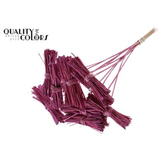 QC White Lady Posy on Stick | Colour: Metallic Pink | White Lady Posy Stick | Length ± 50 centimetres | 10 sticks per bunch